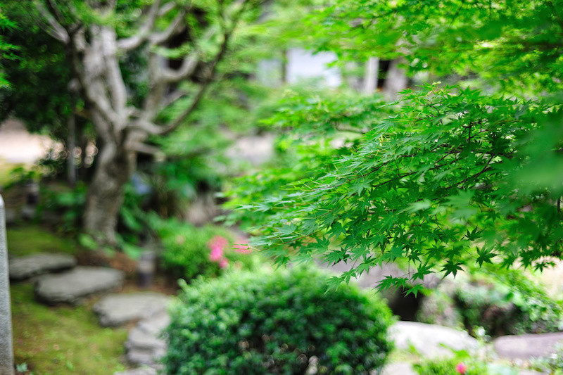 緑の生い茂る日本庭園